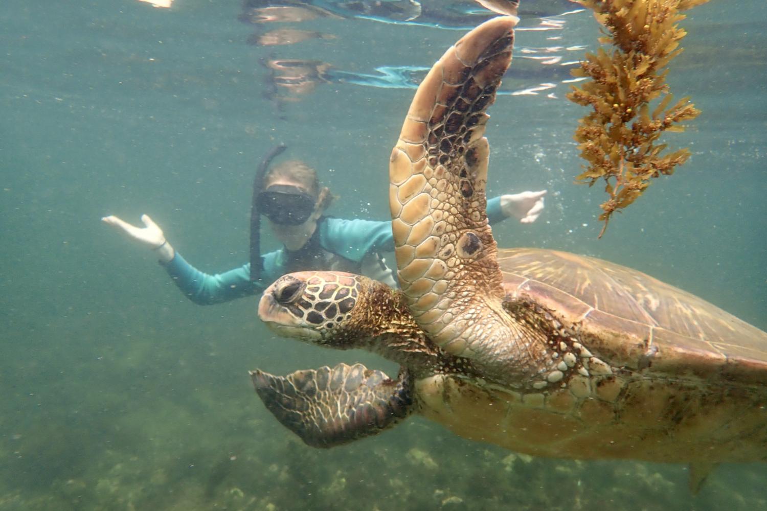 一名<a href='http://od4fd0a.872490.com'>博彩网址大全</a>学生在Galápagos群岛游学途中与一只巨龟游泳.